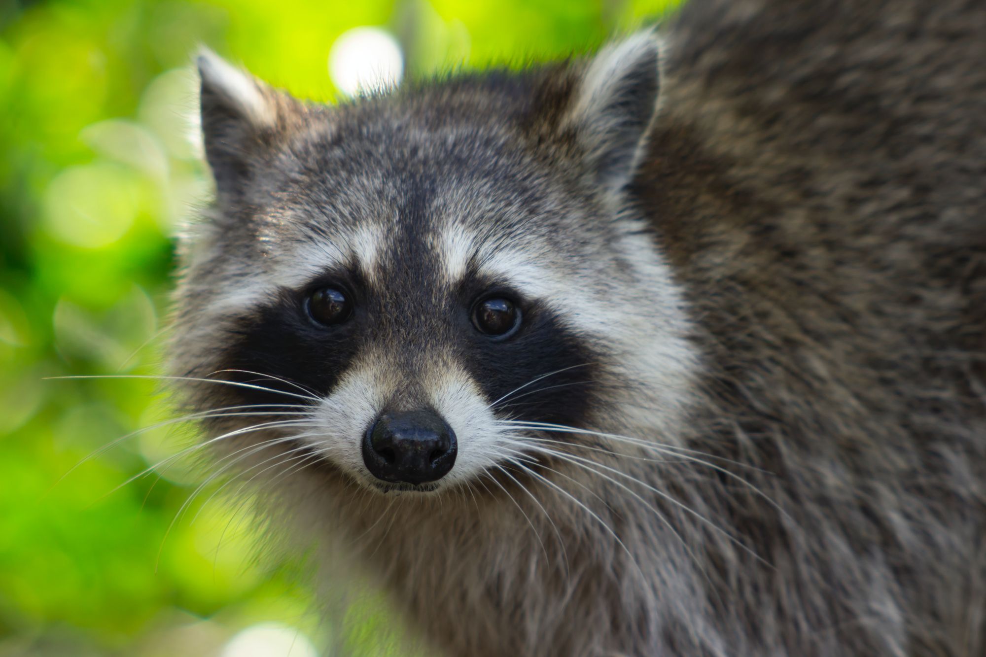 A photo of a raccoon